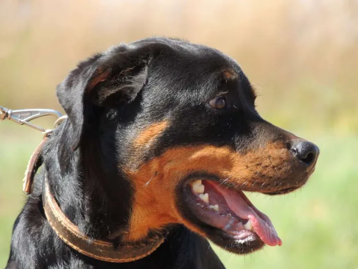 Cachorro ra a Rottweiler idade 6 ou mais anos nome Lucky