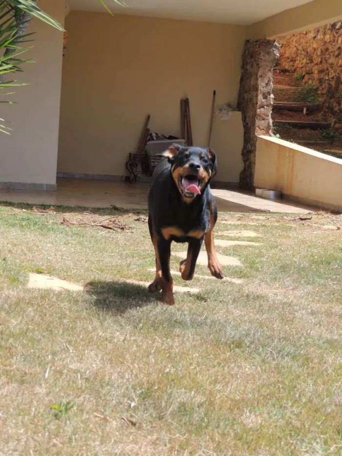 Cachorro ra a Rottweiler idade 6 ou mais anos nome Lucky