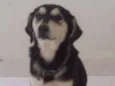 Raí