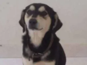 Cachorro raça  idade 1 ano nome Raí