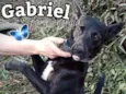 Gabriel