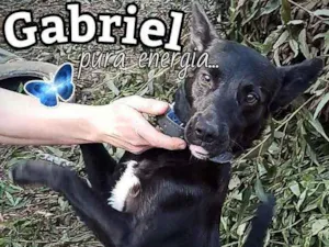 Cachorro raça SRD idade 2 anos nome Gabriel