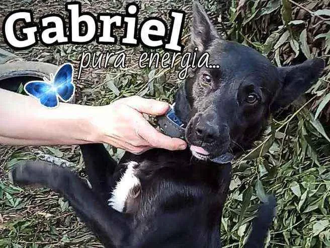 Cachorro ra a SRD idade 2 anos nome Gabriel