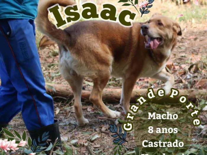 Cachorro ra a SRD idade 6 ou mais anos nome Isaac