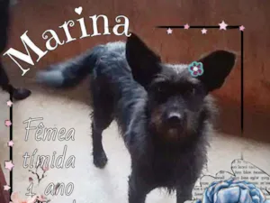 Cachorro raça SRD idade 1 ano nome Marina