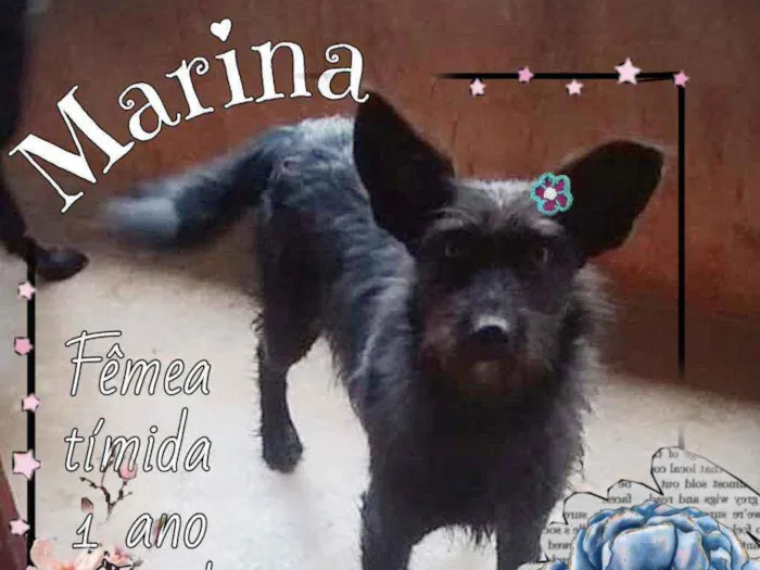 Cachorro ra a SRD idade 1 ano nome Marina