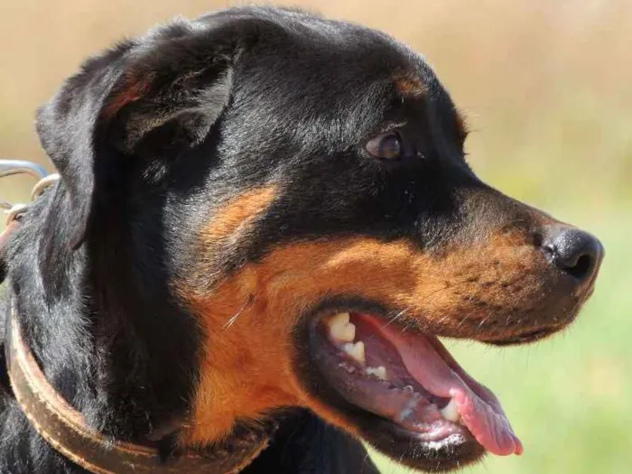 Cachorro ra a Rottweiler idade 6 ou mais anos nome Lucky