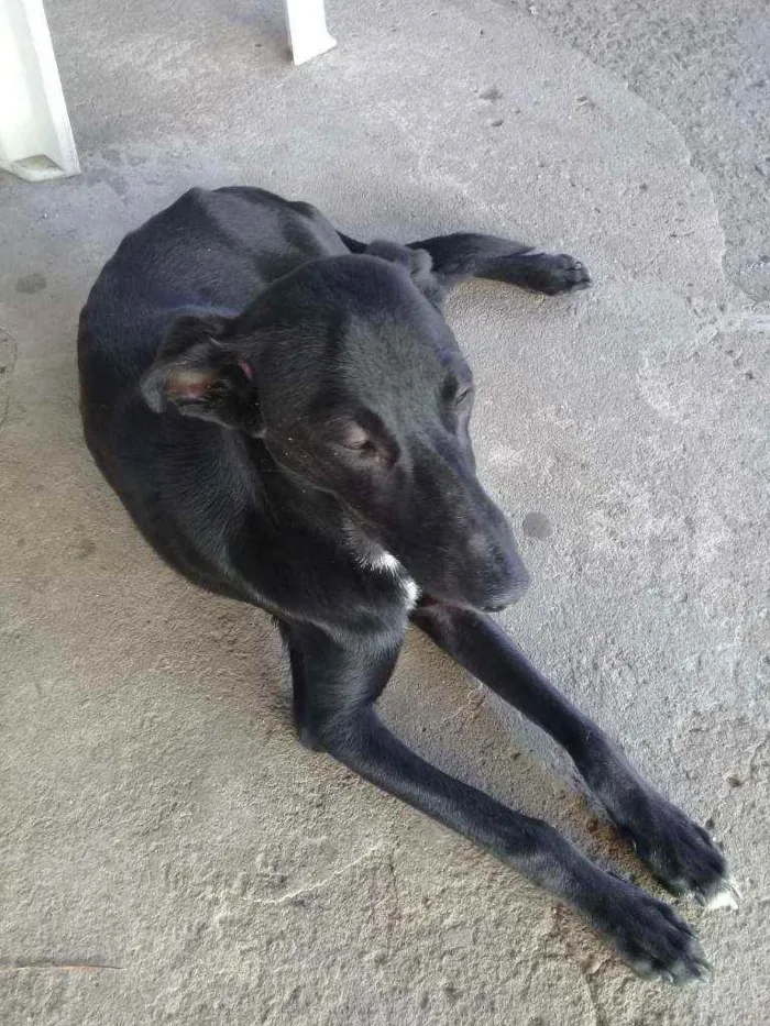 Cachorro ra a Vira lata idade 7 a 11 meses nome Pretinho