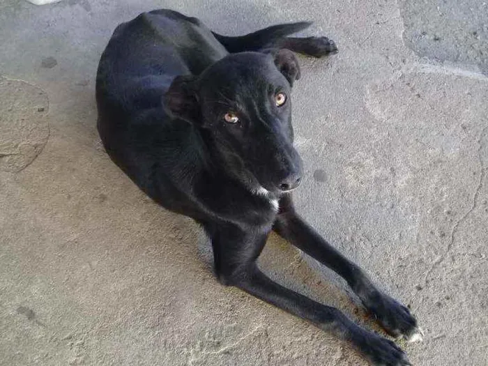 Cachorro ra a Vira lata idade 7 a 11 meses nome Pretinho