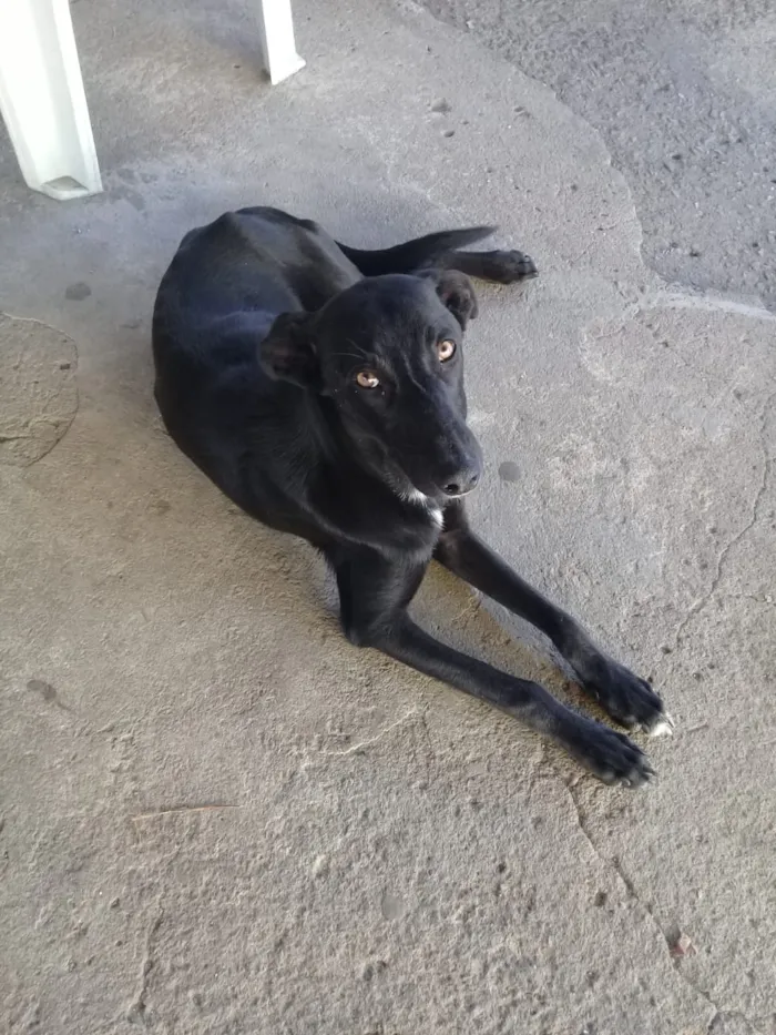 Cachorro ra a Vira lata idade 7 a 11 meses nome Pretinho