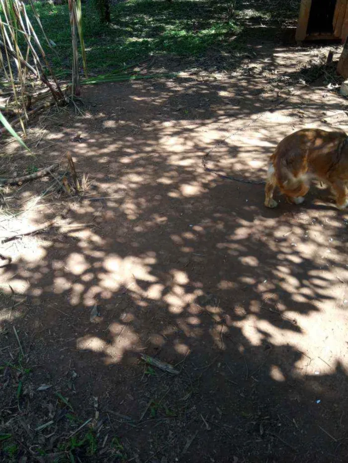 Cachorro ra a Vira-lata idade 4 anos nome Adriana