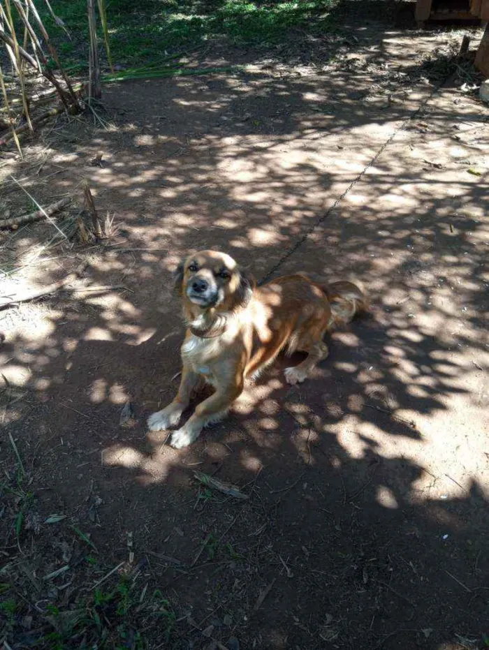 Cachorro ra a Vira-lata idade 4 anos nome Adriana