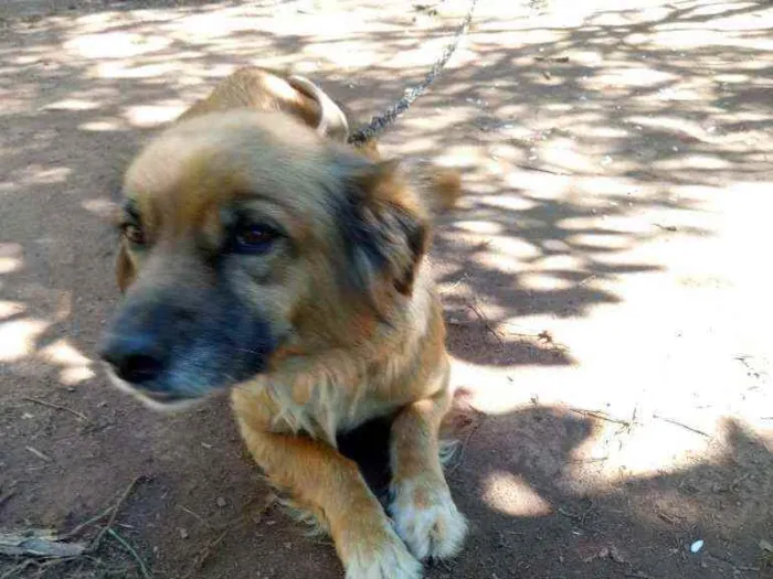 Cachorro ra a Vira-lata idade 4 anos nome Adriana