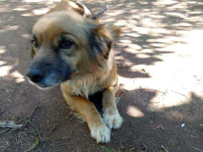 Cachorro ra a Vira-lata idade 4 anos nome Adriana