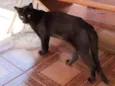 Nick