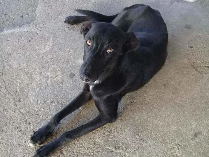 Cachorro ra a Vira lata idade 7 a 11 meses nome Pretinho