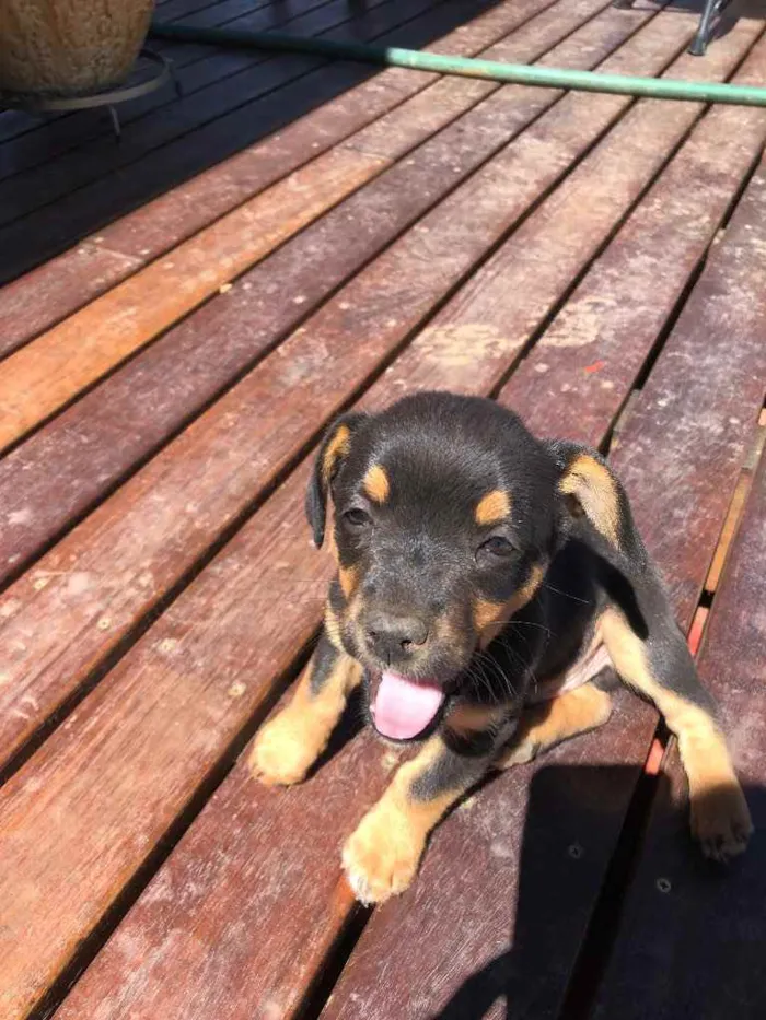 Cachorro raça Não sei idade 2 a 6 meses nome Sem nome 