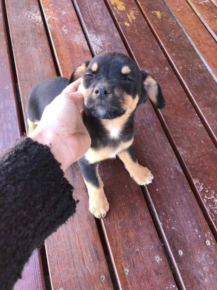 Cachorro raça Não sei idade 2 a 6 meses nome Sem nome 