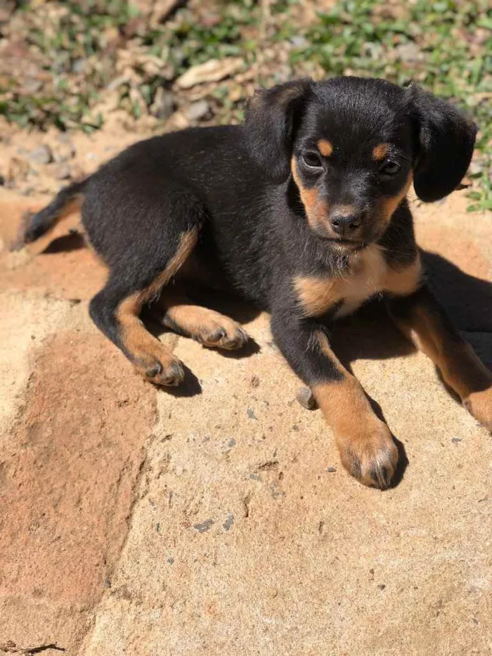 Cachorro raça Não sei idade 2 a 6 meses nome Sem nome 
