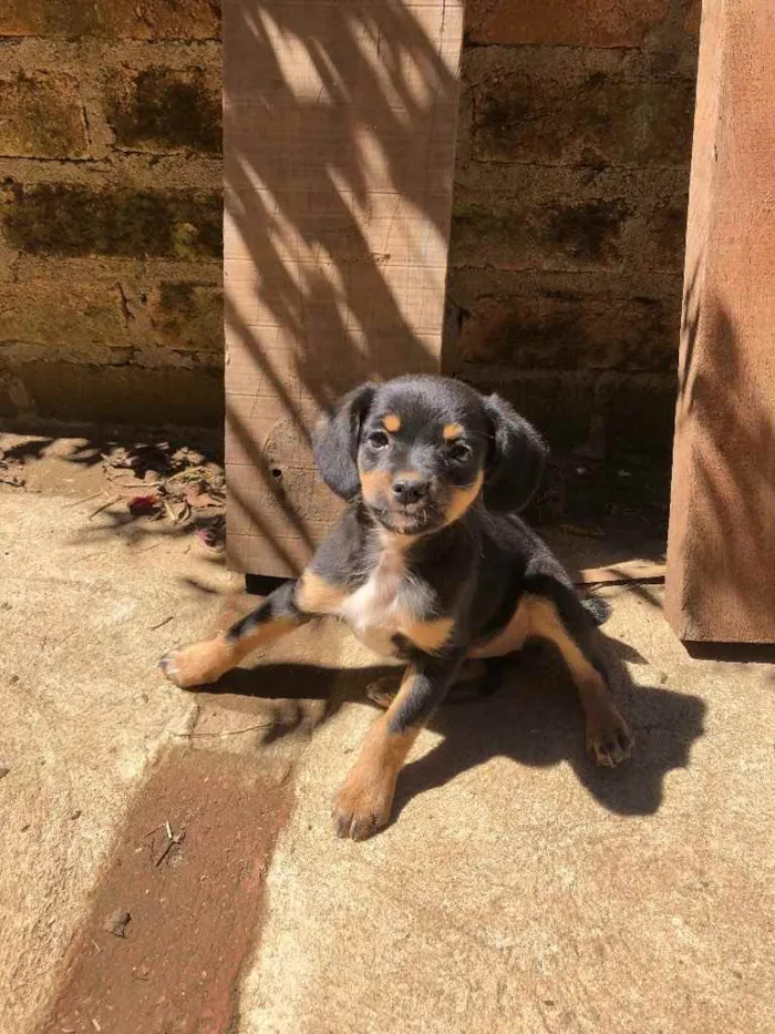 Cachorro raça Não sei idade 2 a 6 meses nome Sem nome 