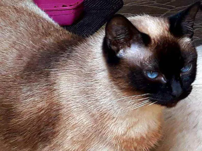 Gato raça Siamês idade 6 ou mais anos nome Chaninha