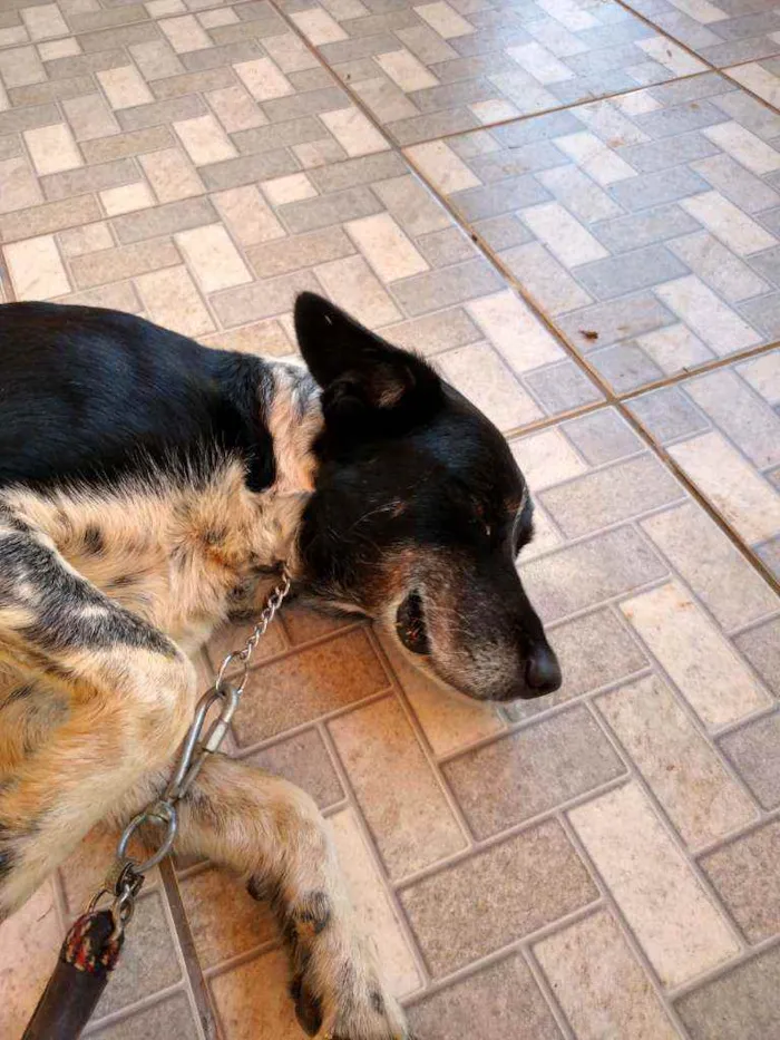 Cachorro ra a Border collie mestiço idade 6 ou mais anos nome Duff