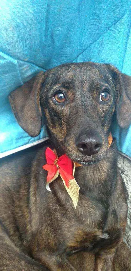 Cachorro ra a  idade 2 anos nome Valentina