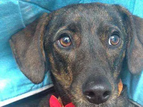 Cachorro ra a  idade 2 anos nome Valentina