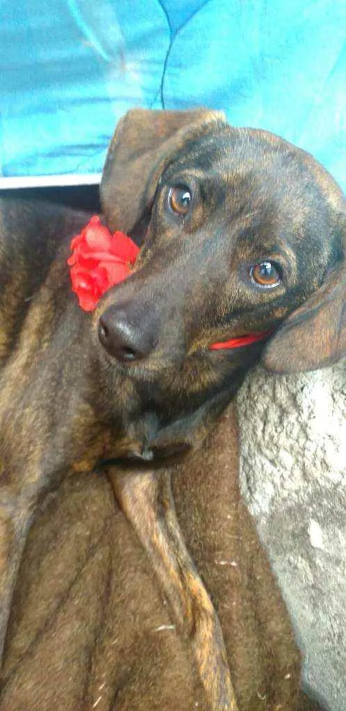 Cachorro ra a  idade 2 anos nome Valentina