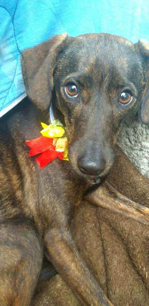 Cachorro ra a  idade 2 anos nome Valentina