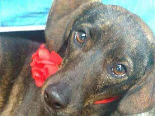 Cachorro ra a  idade 2 anos nome Valentina