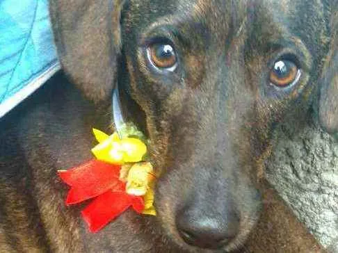 Cachorro ra a  idade 2 anos nome Valentina