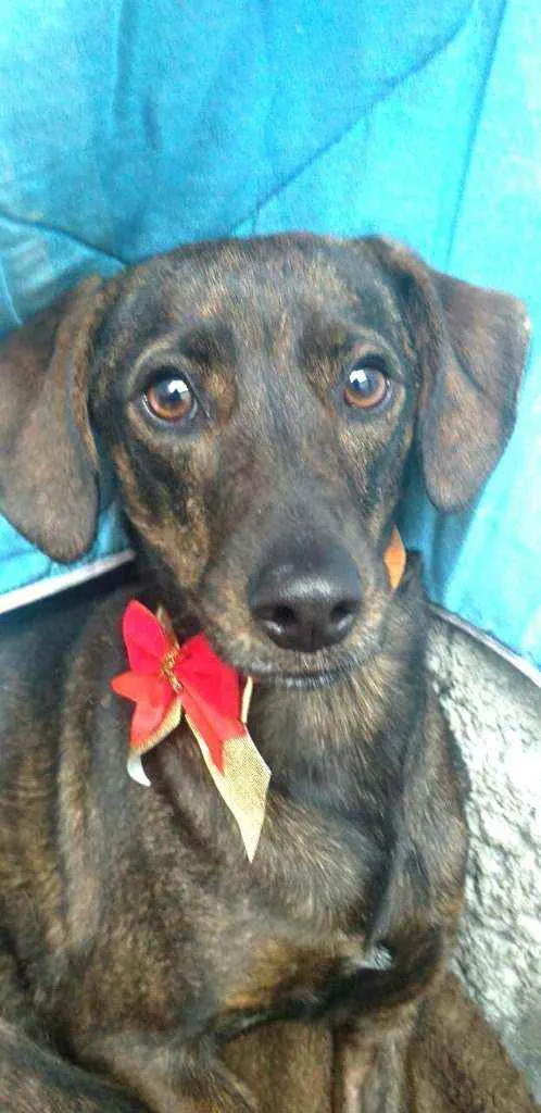 Cachorro ra a  idade 2 anos nome Valentina