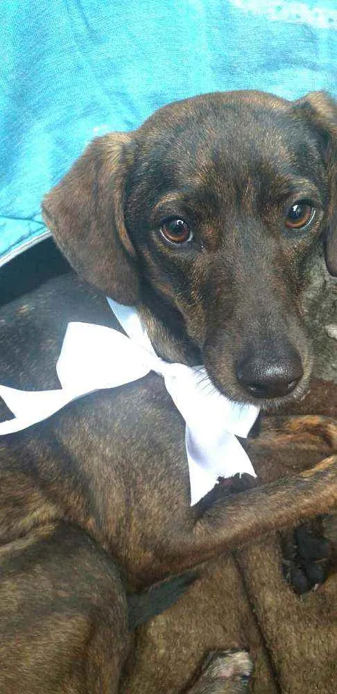 Cachorro ra a  idade 2 anos nome Valentina