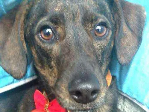 Cachorro ra a  idade 2 anos nome Valentina