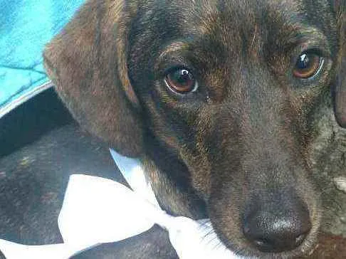 Cachorro ra a  idade 2 anos nome Valentina