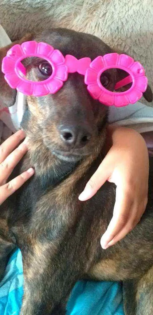 Cachorro ra a  idade 2 anos nome Valentina