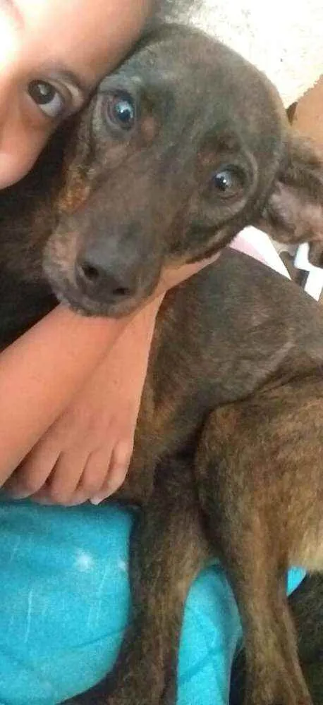 Cachorro ra a  idade 2 anos nome Valentina