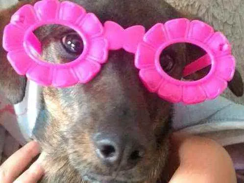 Cachorro ra a  idade 2 anos nome Valentina