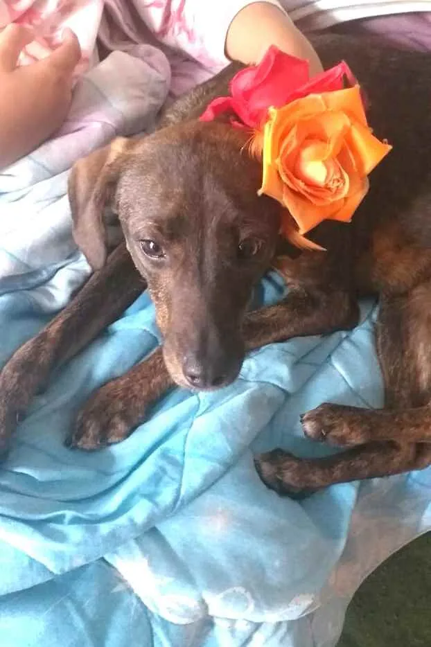 Cachorro ra a  idade 2 anos nome Valentina