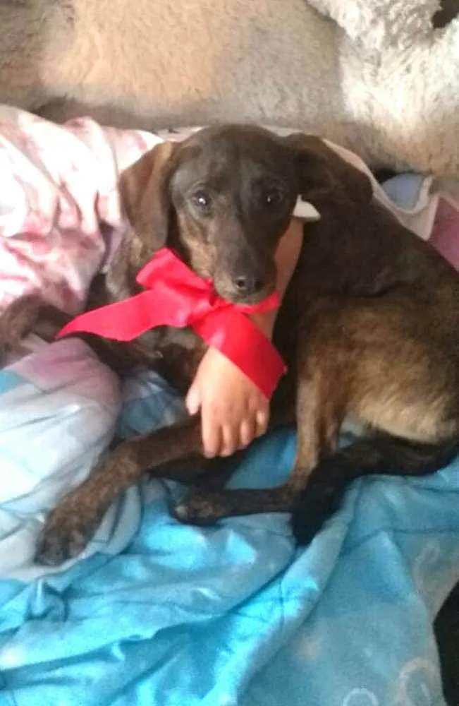 Cachorro ra a  idade 2 anos nome Valentina