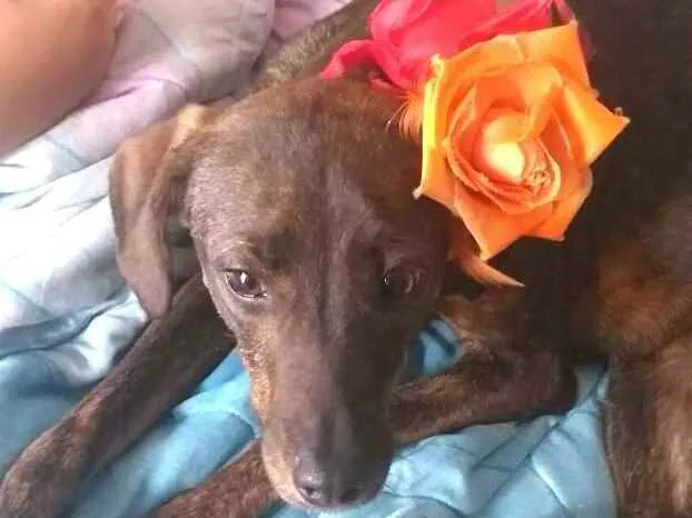 Cachorro ra a  idade 2 anos nome Valentina
