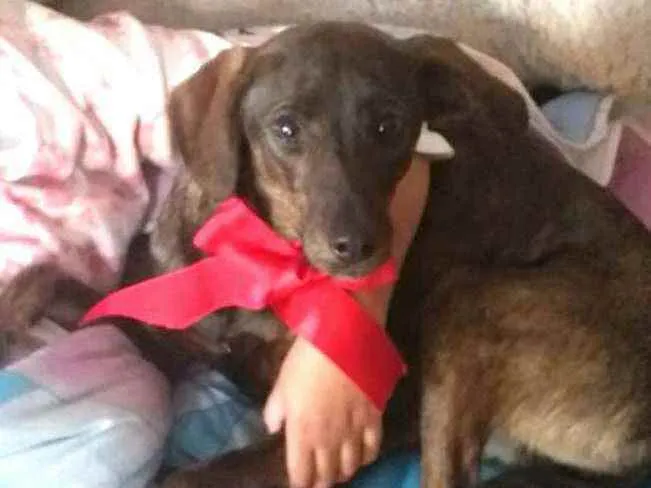 Cachorro ra a  idade 2 anos nome Valentina