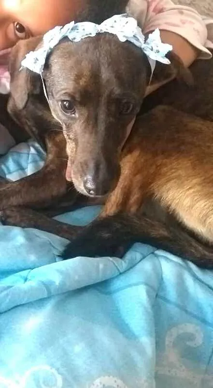 Cachorro ra a  idade 2 anos nome Valentina
