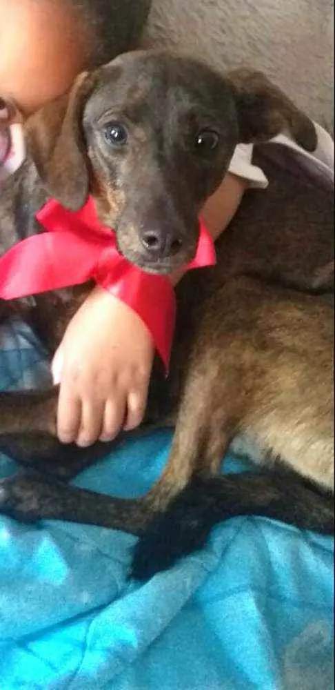 Cachorro ra a  idade 2 anos nome Valentina