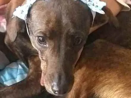 Cachorro ra a  idade 2 anos nome Valentina
