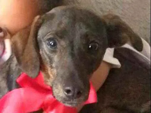 Cachorro ra a  idade 2 anos nome Valentina