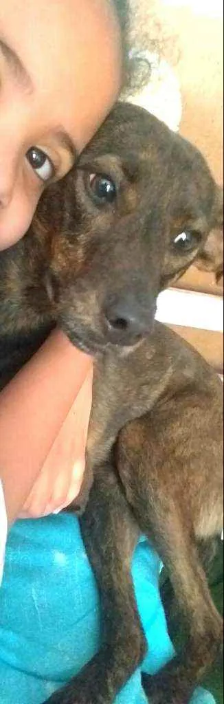 Cachorro ra a  idade 2 anos nome Valentina