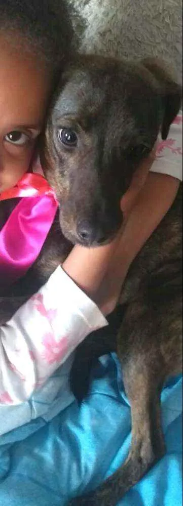 Cachorro ra a  idade 2 anos nome Valentina
