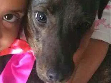 Cachorro ra a  idade 2 anos nome Valentina